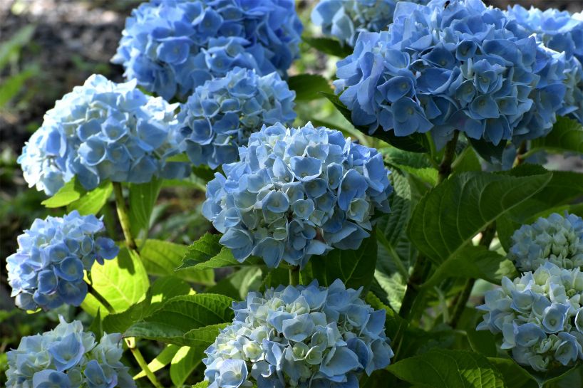 Cuidar flores. Hortensias azul claro.